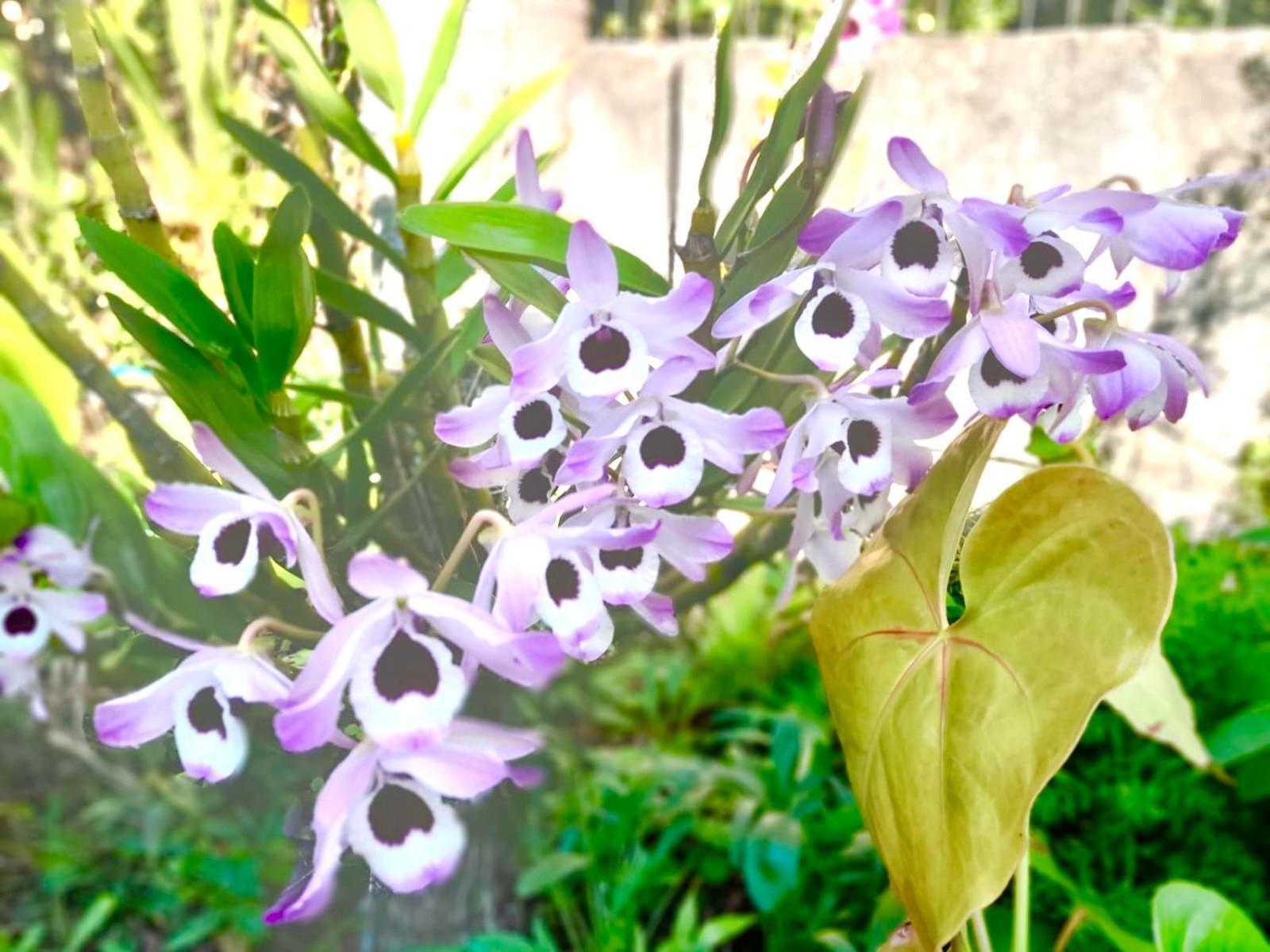 Recanto das Bromélias Chalés Guarda do Embaú Kültér fotó
