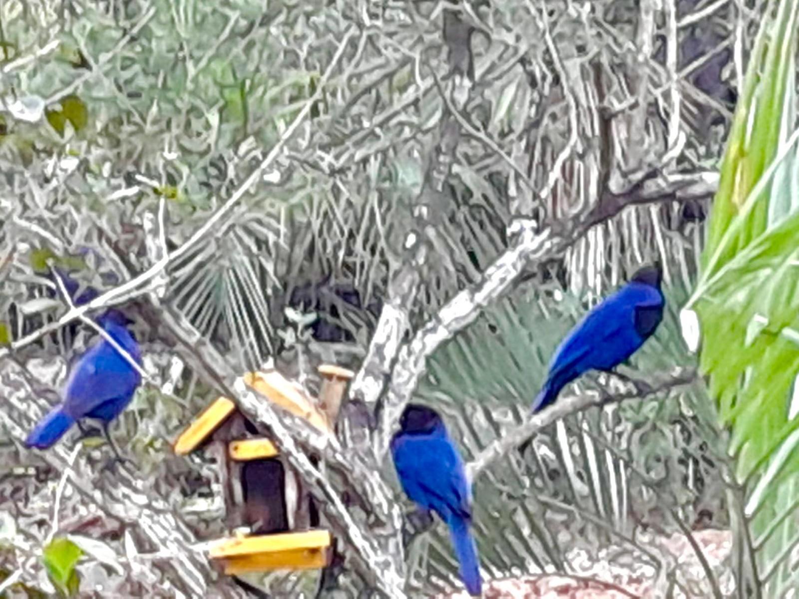 Recanto das Bromélias Chalés Guarda do Embaú Kültér fotó
